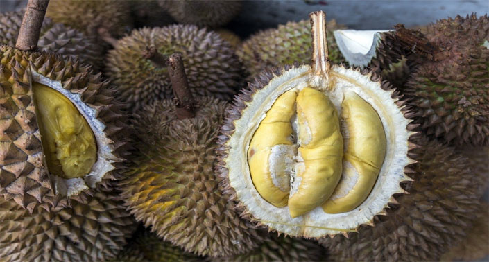 fakta buah durian