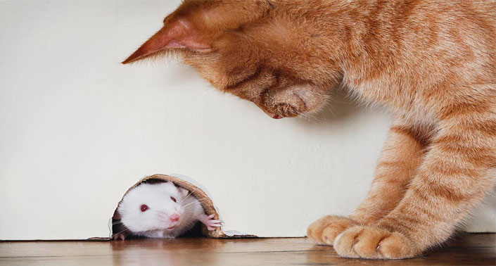 cara mengusir tikus dari rumah
