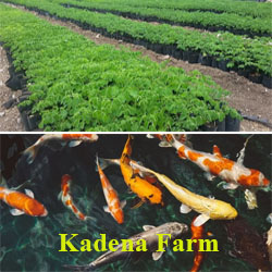 Kadena Farm